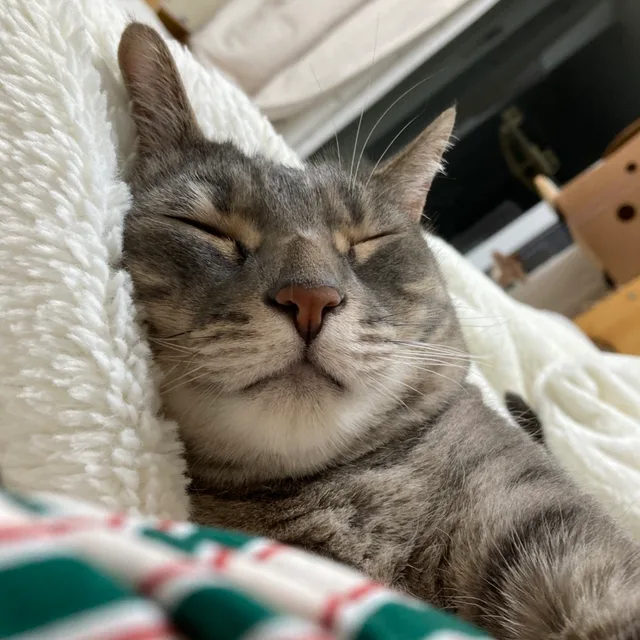 simsim