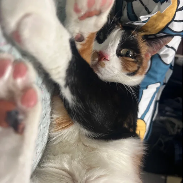 김냥냥