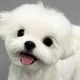 맹꽁