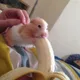 어니부기