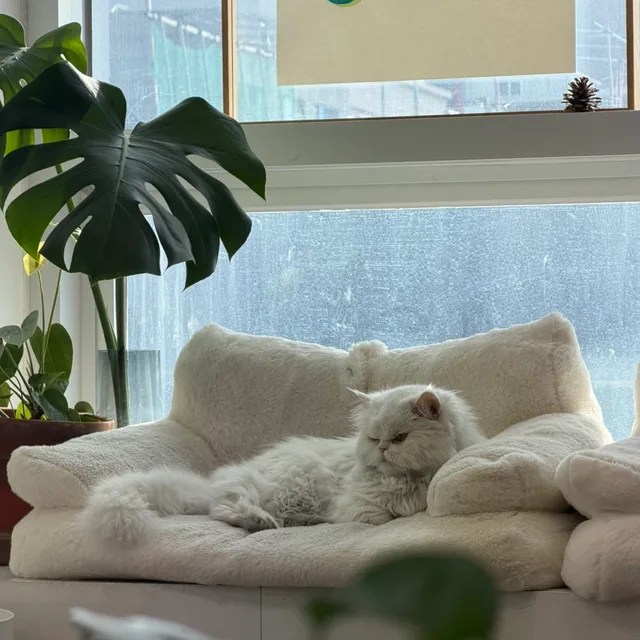 무화과야