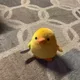 허니자몽블랙티