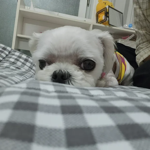 크다닷