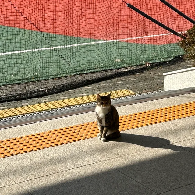도도도
