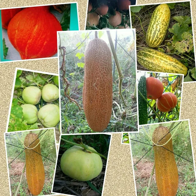 숲속의빈터