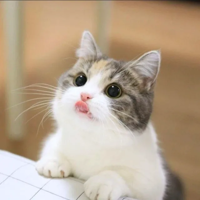 힘내라갱