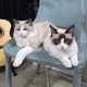 루미요르