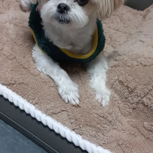 내새끼