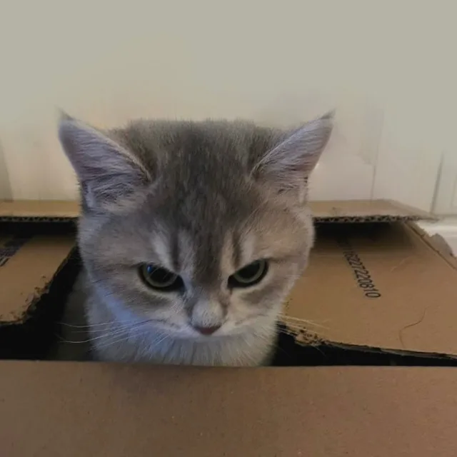 cat