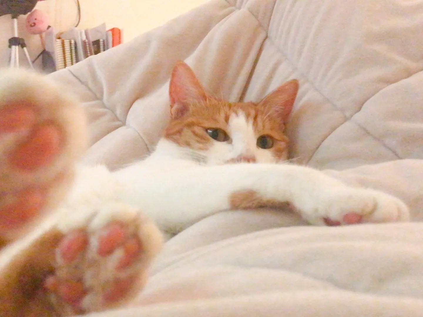 귤말랭이