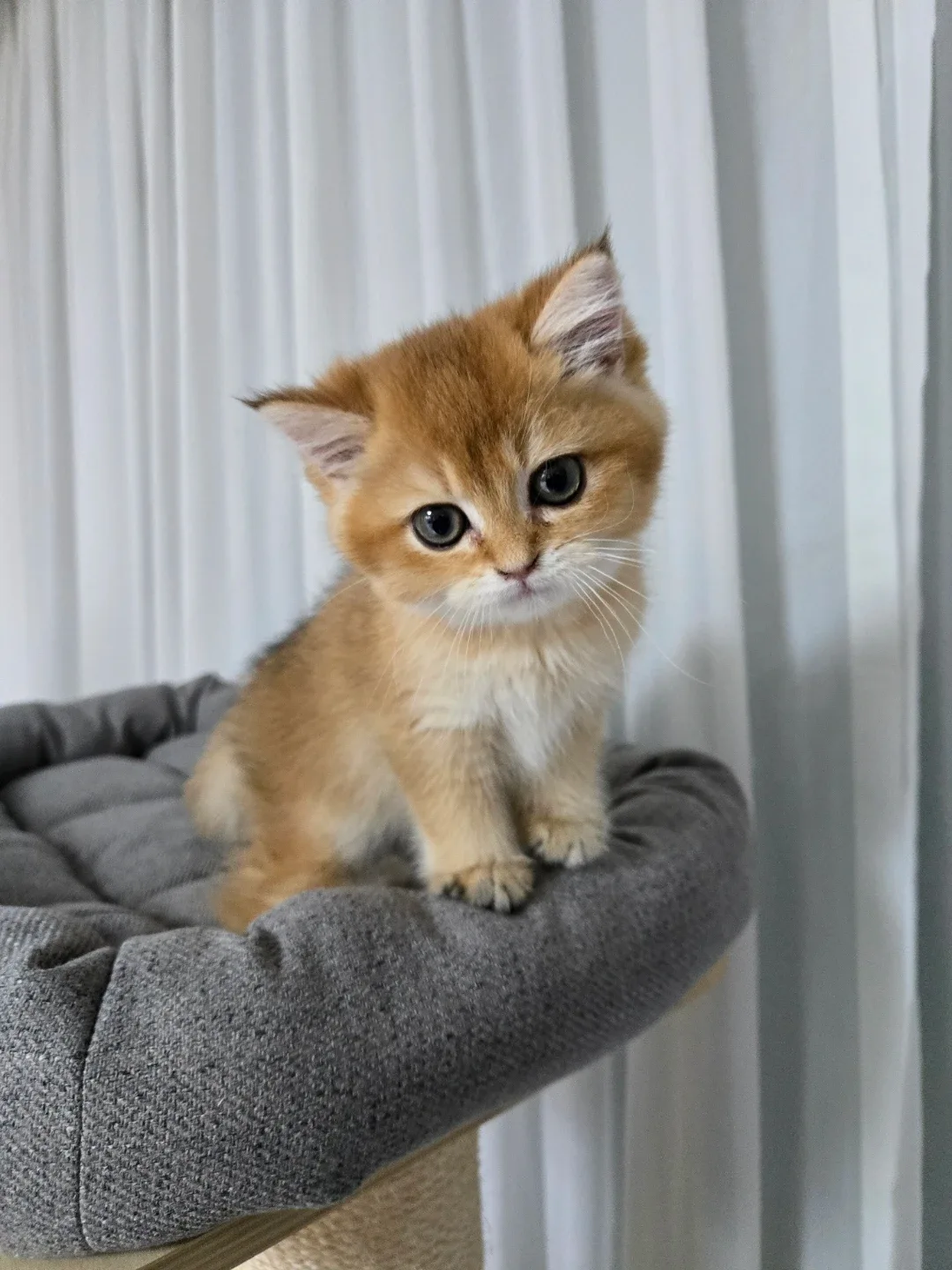 냥이냥이