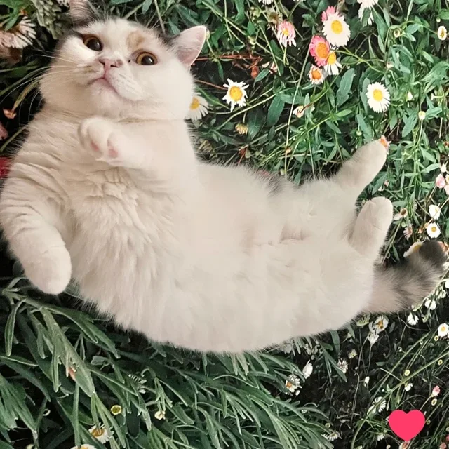 두부
