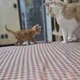 옹이송이일곱마리집사