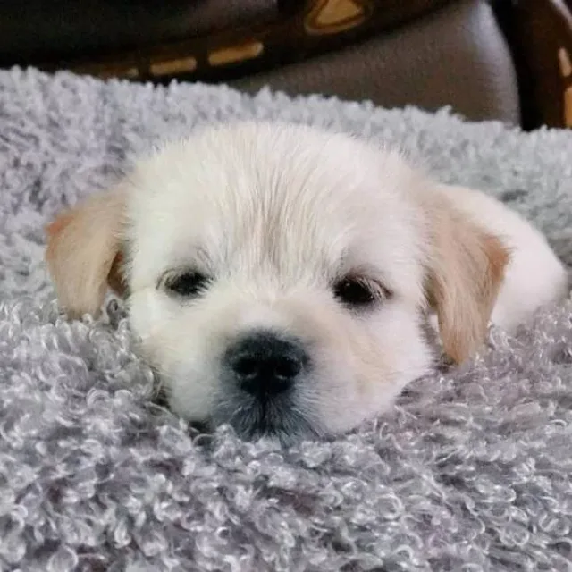 찐감자