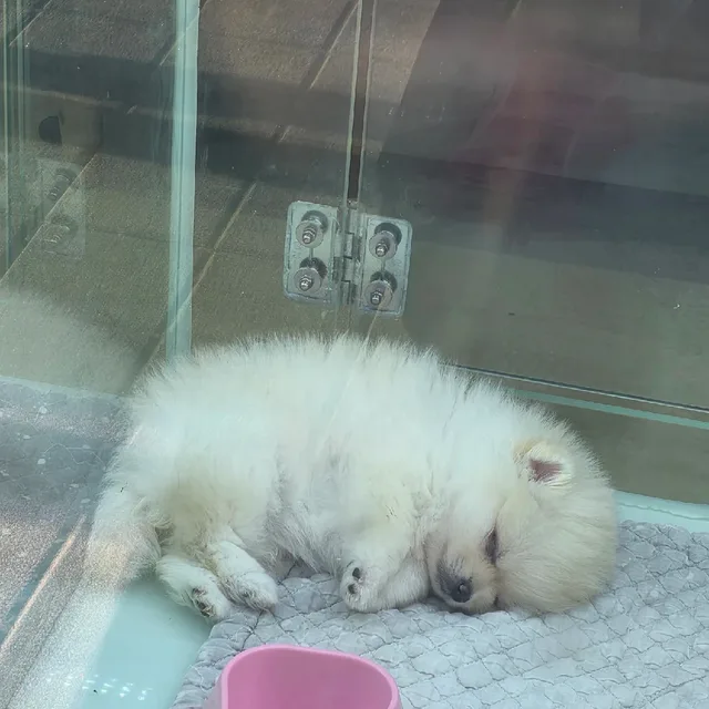 꼬옹주