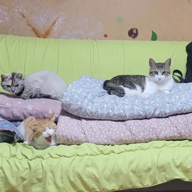 또리랑로또랑