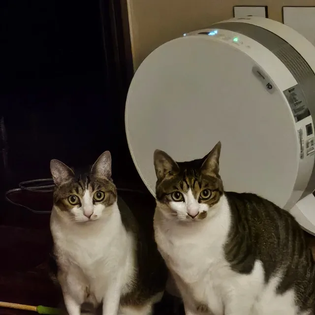헐랭이