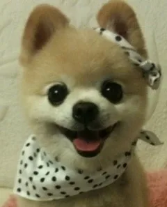 메롱이