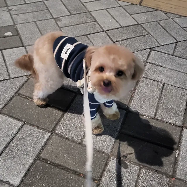솔솔