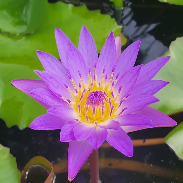 마상
