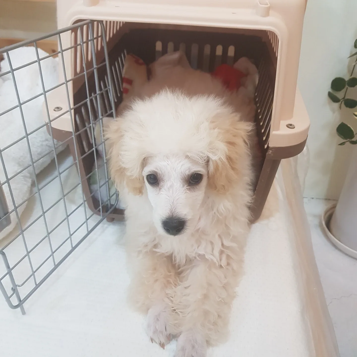 풀리