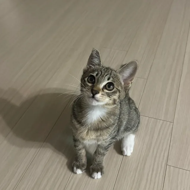 당근쪼아