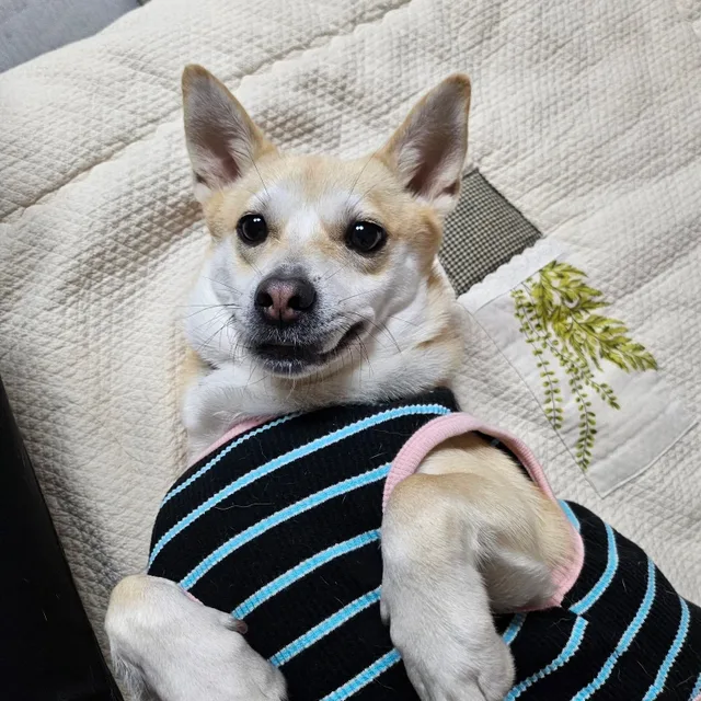 뽀식