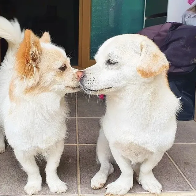또로롱