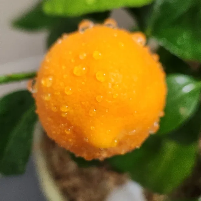 솔바람