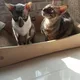 용뚜