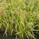 듕이