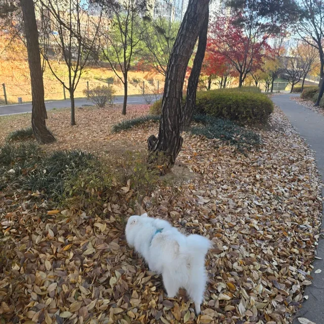 탄광마을의흰둥이
