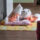 봄바람