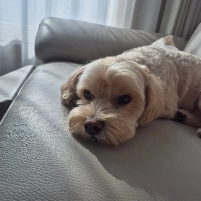 라떼