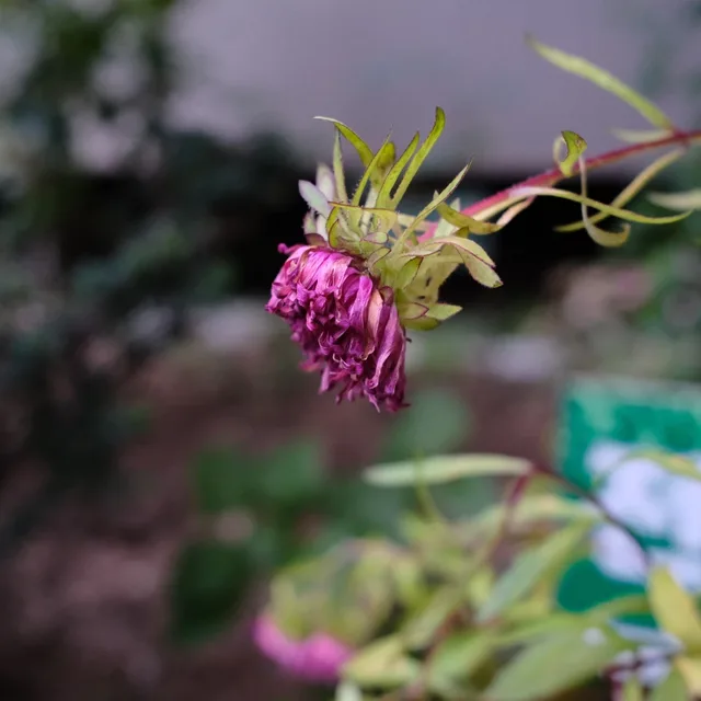 보리