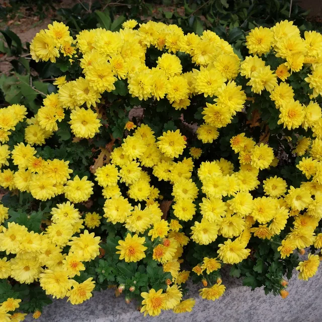 사랑효도건강