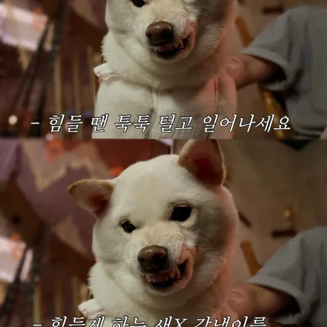 이사가유