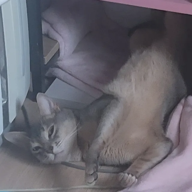 냥집사
