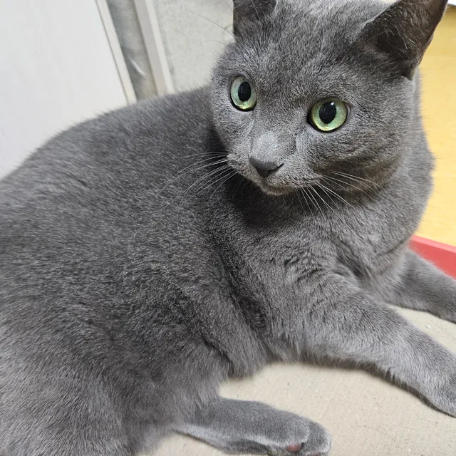 람람공주