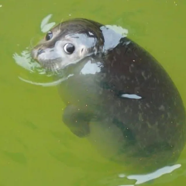 논리왕물개