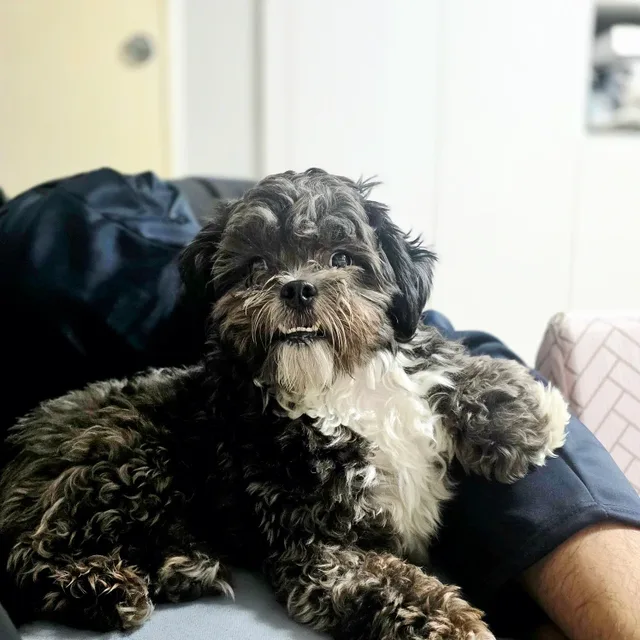 상냥한고양이