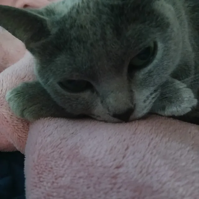 현명한단짝