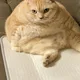 아라파이마