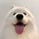 어쩜좋아백구
