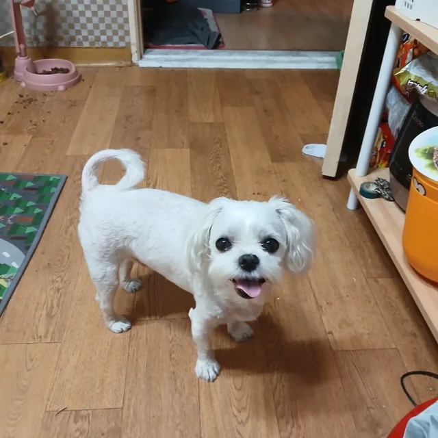 아롱복실언니