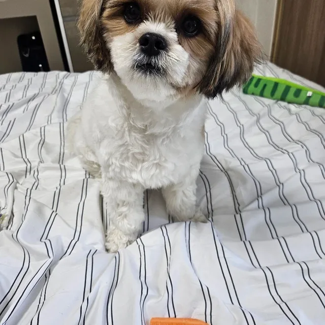 솔이해피벤맘