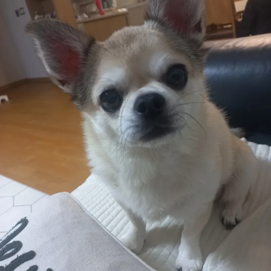 두야