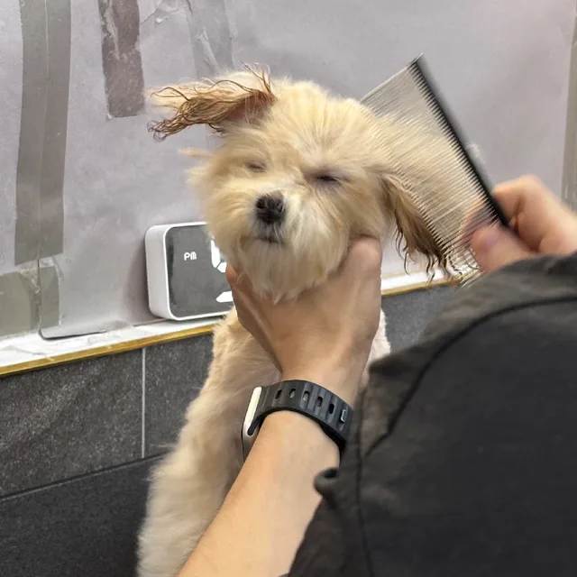 모루
