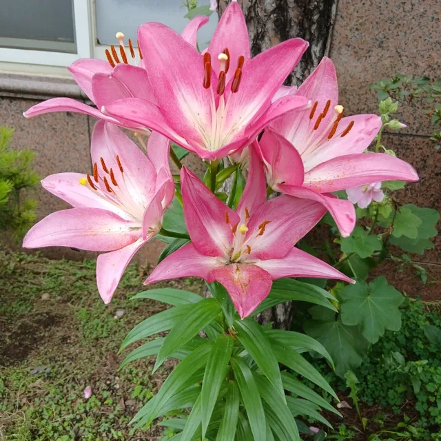 엔젤