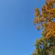 춘식이모